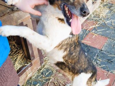 LOLA - cudowna, wesoła sunia szuka domu