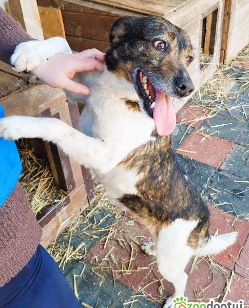 LOLA - cudowna, wesoła sunia szuka domu