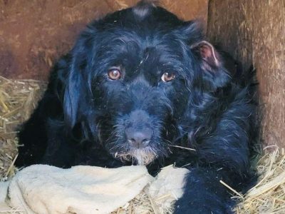 PUMBA - piękny psiak w typie sznaucera szuka domu