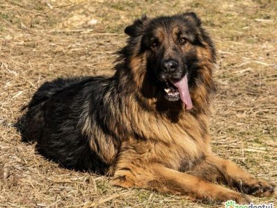 PREZES - piękny owczarek niemiecki długowłosy ADOPTUJ