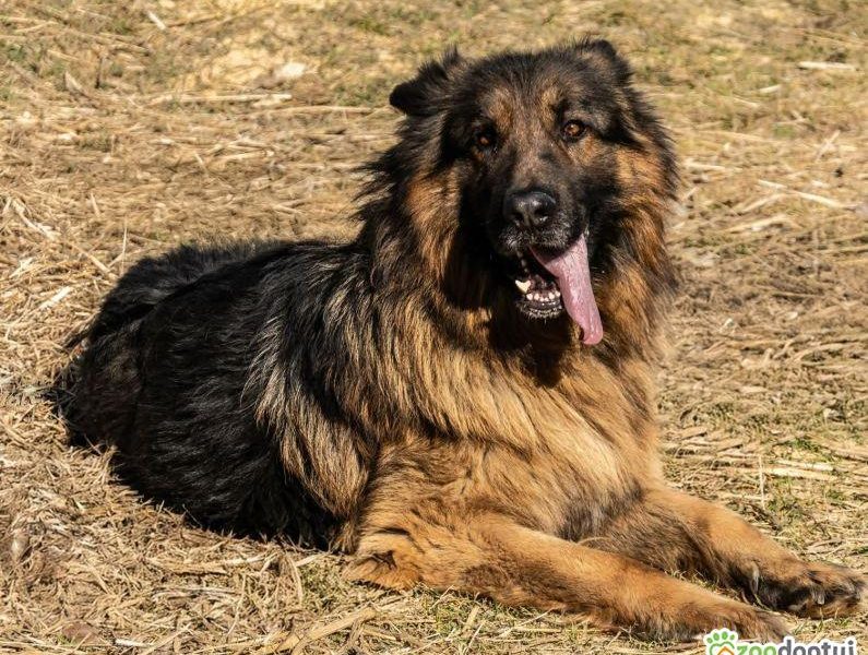 PREZES - piękny owczarek niemiecki długowłosy ADOPTUJ