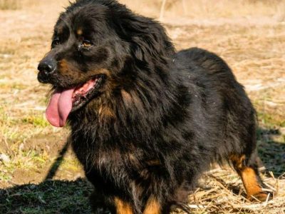 MORUSEK - cudowny psiak szuka najlepszego domu