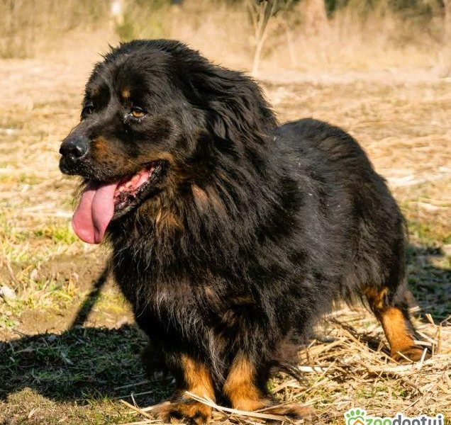 MORUSEK - cudowny psiak szuka najlepszego domu