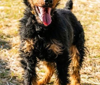 TERI - delikatny psiak w typie terriera za kratami, ADOPTUJ