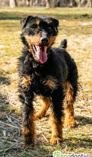 TERI - delikatny psiak w typie terriera za kratami, ADOPTUJ