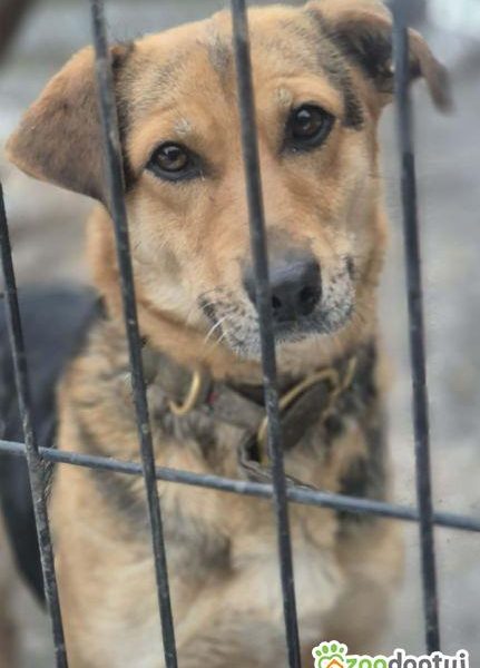 BETI - fantastyczna sunia szuka najlepszego domu