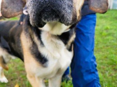 MARKO - duży, łagodny, cudny psiak szuka domu