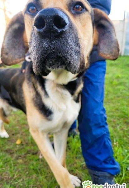 MARKO - duży, łagodny, cudny psiak szuka domu