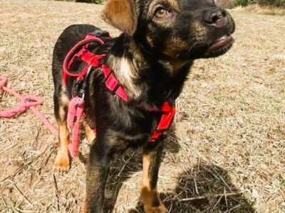 BOLUŚ - skrzywdzone psie dziecko szuka domu