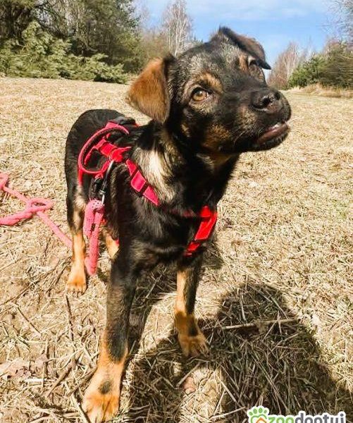 BOLUŚ - skrzywdzone psie dziecko szuka domu