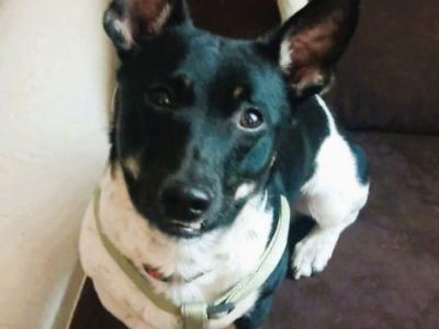 LAKUŚ - z kanapy ma trafić do schroniska? URATUJ GO!