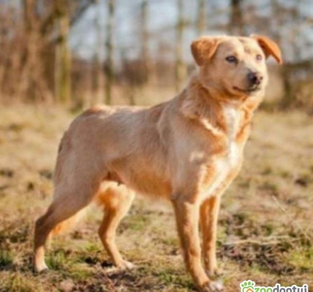 KIARA - delikatna, wrażliwa sunia, już tak długo czeka!