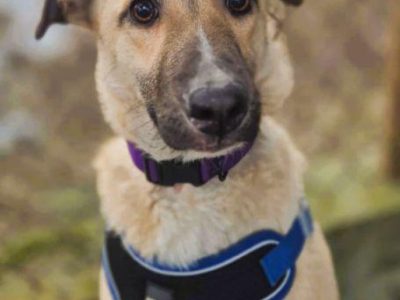 NORA - psie dziecko szuka najlepszego domu