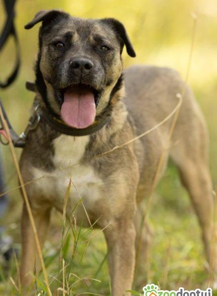 SZCZEPANEK - nie kochany, porzucony, szuka domu