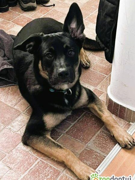 PIXEL _ super psiak szuka najlepszego domu