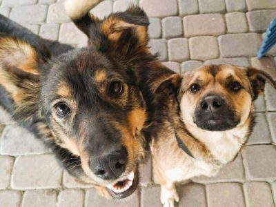 BOLEK i LOLEK - cudne psiaczki szukają domów