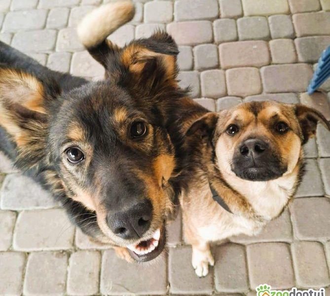 BOLEK i LOLEK - cudne psiaczki szukają domów