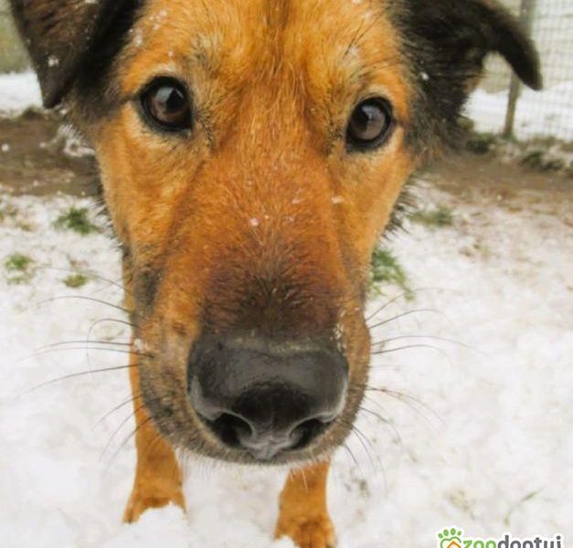 FIGO - cudowny psiak szuka najlepszego domu