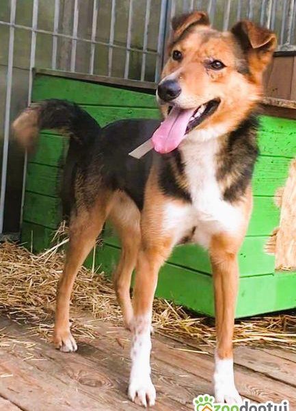 BRYŚ - młody, delikatny psiak szuka domu