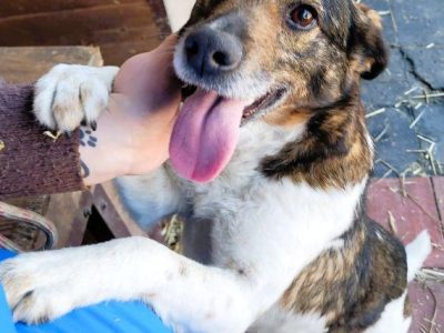 LOLA - cudowna, wesoła sunia szuka domu