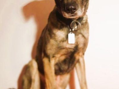 KORNEL - kochany, wrażliwy psiak szuka domu na zawsze