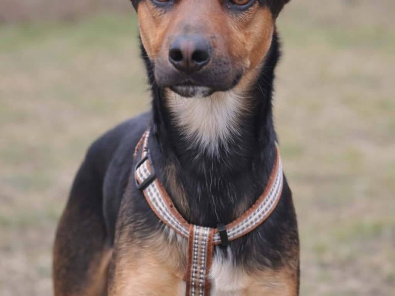 Łagodny drobniutki psiak Panduś