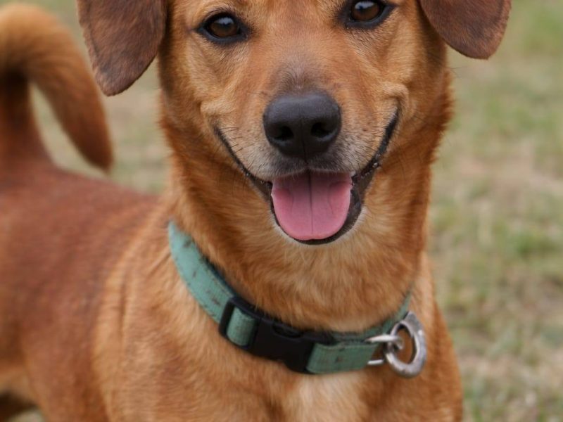 Energiczny jamnikowaty Frugo