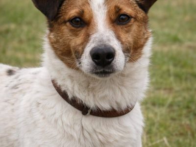 Delikatny nieduży psiak Felek