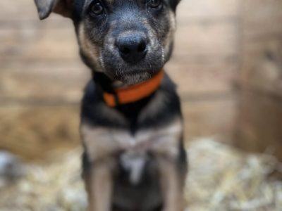 Kiwi - 9 tygodniowa, wesoła sunia SZCZENIAK do adopcji