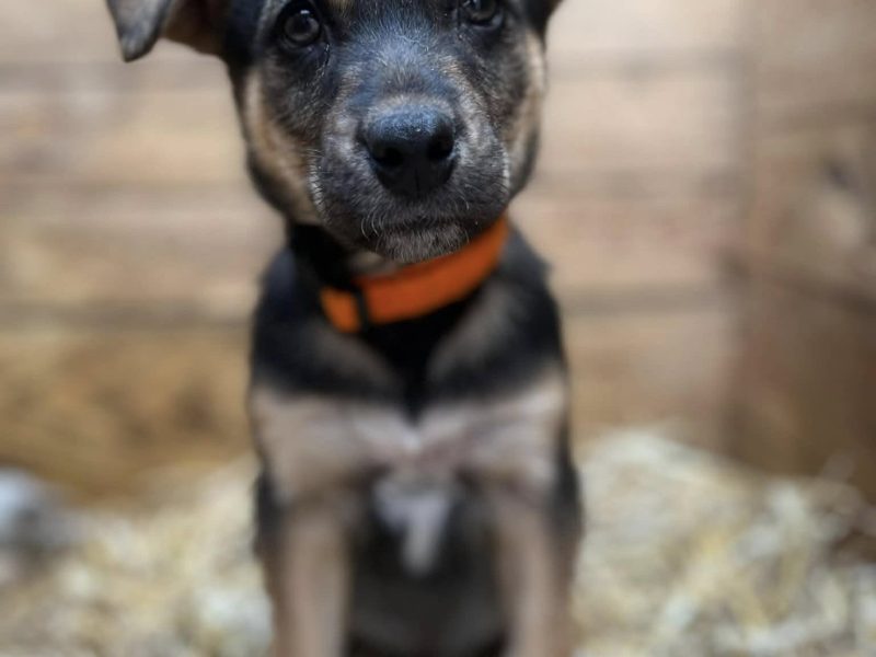 Kiwi - 9 tygodniowa, wesoła sunia SZCZENIAK do adopcji