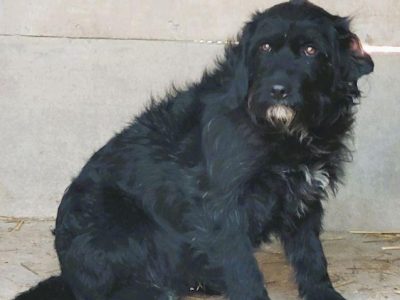 PUMBA - piękny psiak w typie sznaucera szuka domu