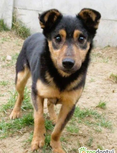 BAMBO - uratowany z gospodarstwa szuka dobrego domu