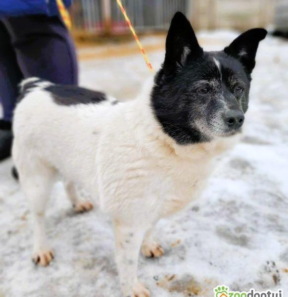 KROPECZKA - starsza, wrażliwa sunia szuka najlepszego domu