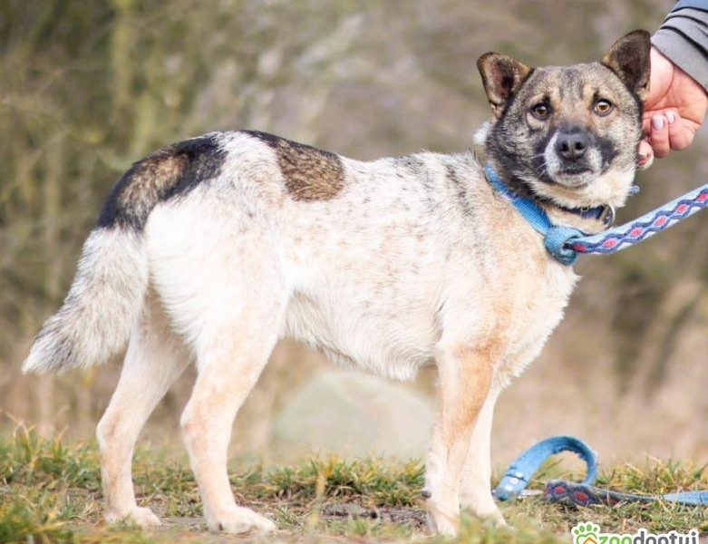 PRECELEK - niewielki, kochany psiak szuka domu