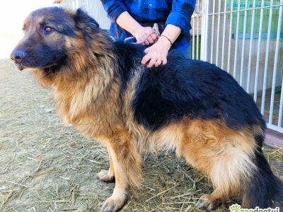 PREZES - piękny owczarek niemiecki długowłosy ADOPTUJ