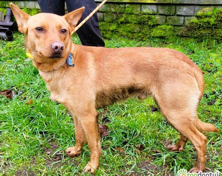 FREDZIK - piękny psiak a typie psa faraona ADOPTUJ