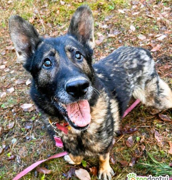 WOJTUŚ - cudowny owczarek szuka najlepszego domu