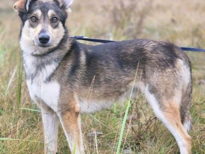 FRED - rok po adopcji Pan oddał mnie jak zbędną rzecz...