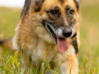 LULU - kochana sunia w typie owczarka za kratami, URATUJ!