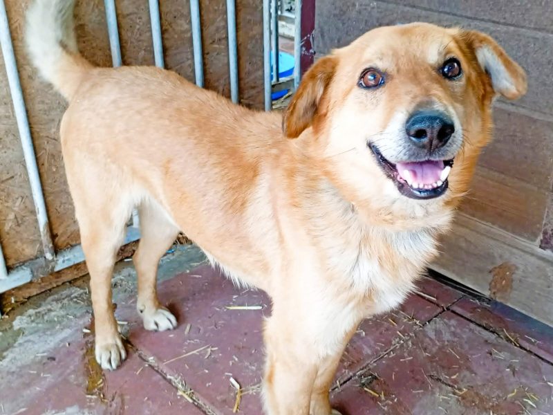 SZYMUŚ - cudowny, łagodny psiak szuka najlepszego domu