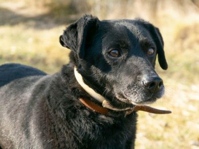 GRZEŚ - czarny, zwykły, prosi o dom