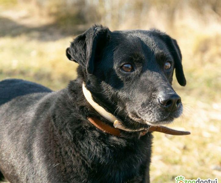 GRZEŚ - czarny, zwykły, prosi o dom