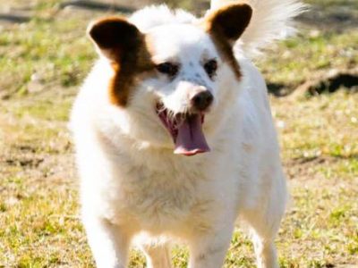 MIESZKO - niewielki, delikatny psiak szuka domu