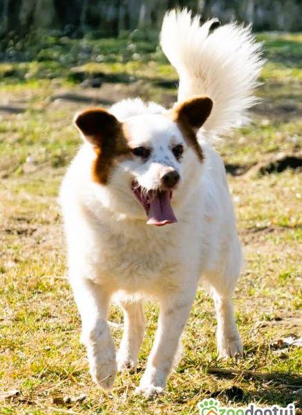 MIESZKO - niewielki, delikatny psiak szuka domu