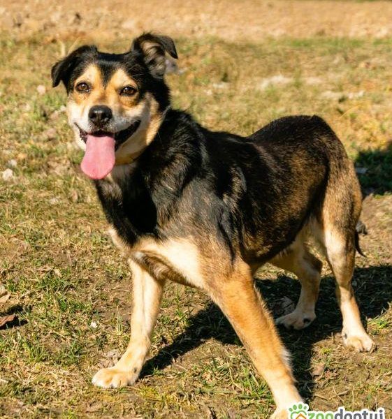 LESZKO - delikatny, niewielki psiak szuka domu