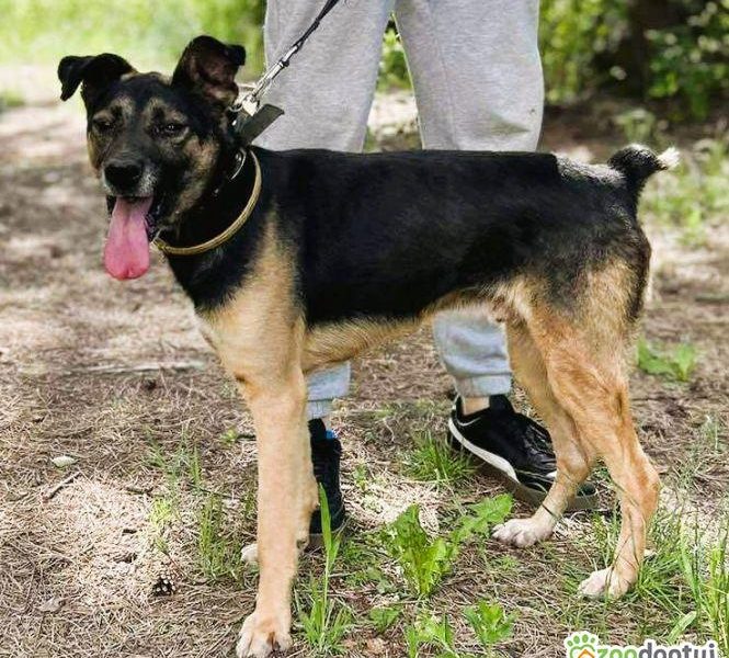 ATOS - zapomniany przez wszystkich? szuka PILNIE domu