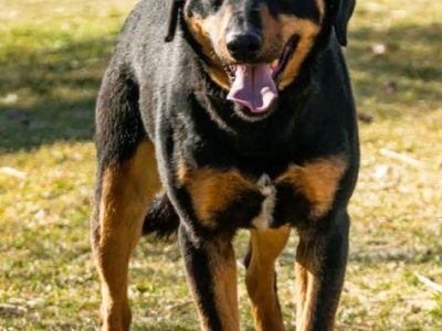 SZAFIR - piękny psiak w typie gończy polski szuka domu