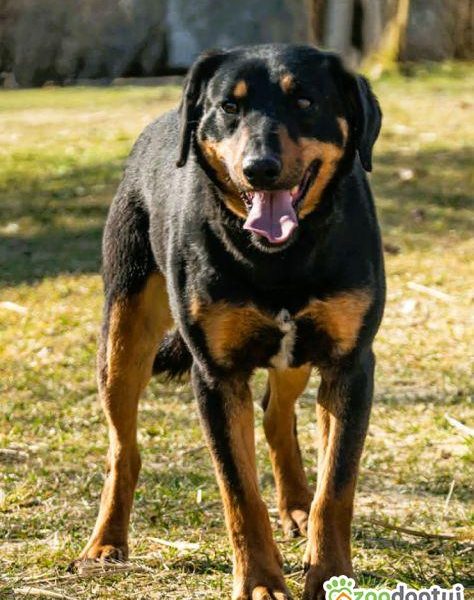 SZAFIR - piękny psiak w typie gończy polski szuka domu