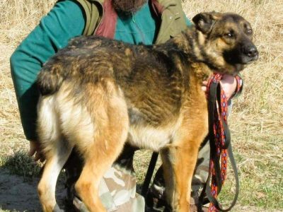 RYŚ - cudowny psiak w typie owczarka szuka domu