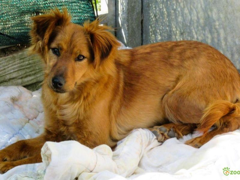 RENIA - cudowna, delikatna sunia szuka domu